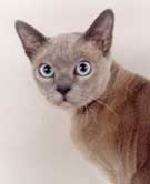 Tonkinese Photo