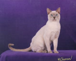 Tonkinese Photo