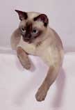 Tonkinese Photo