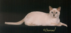 Tonkinese Photo