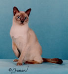 Tonkinese Photo