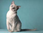 Tonkinese Photo