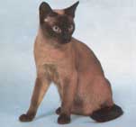 Tonkinese Photo