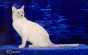 Tonkinese Photo