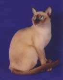 Tonkinese Kitten