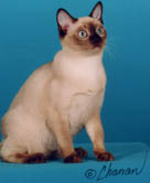 Tonkinese Kitten