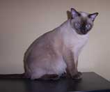 Tonkinese