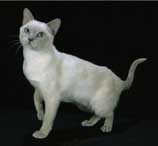 Tonkinese Photo