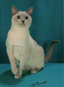 Tonkinese