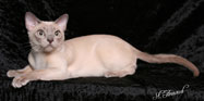 Tonkinese Photo