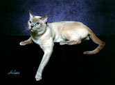 Tonkinese Photo