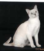 Tonkinese Photo