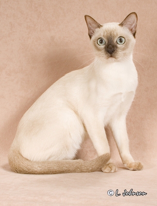 Tonkinese Hisano Cherry Princess