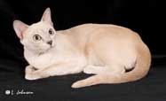 Tonkinese