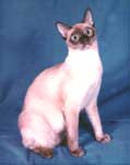 Tonkinese Photo