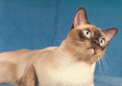 Tonkinese Kitten