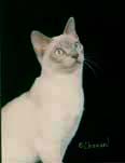 Tonkinese Photo