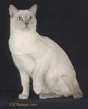 Tonkinese Photo