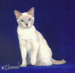 Tonkinese Photo