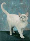 Tonkinese Photo