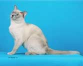 Tonkinese Photo