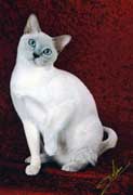 Tonkinese