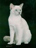 Tonkinese Kitten