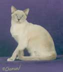 Tonkinese Photo