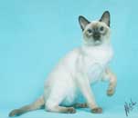 Tonkinese Photo