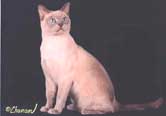 Tonkinese Photo