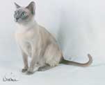 Tonkinese Photo