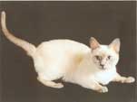 Tonkinese Photo