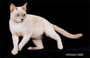 Tonkinese Photo