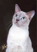 Tonkinese Photo