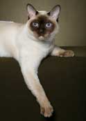 Tonkinese Cat