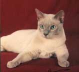 Tonkinese Photo