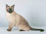 Tonkinese Photo