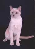 Tonkinese Photo