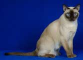 Tonkinese Photo