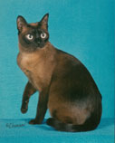 Tonkinese Photo