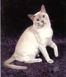 Tonkinese Photo