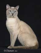 Tonkinese Photo