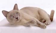 Tonkinese Cat