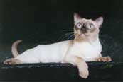 Tonkinese Photo