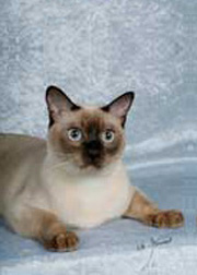 Tonkinese