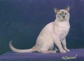Tonkinese Photo