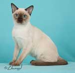 Tonkinese