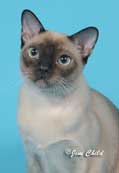 Tonkinese