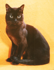 Tonkinese Photo