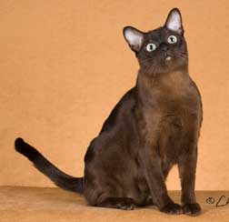 Tonkinese Photo